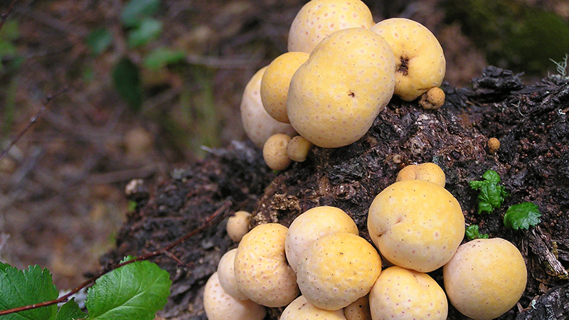 Patagonia Fungi