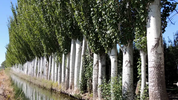 Cortinas Forestales