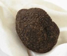 Río Negro impulsa un proyecto para identificar áreas con potencial para la producción de trufas